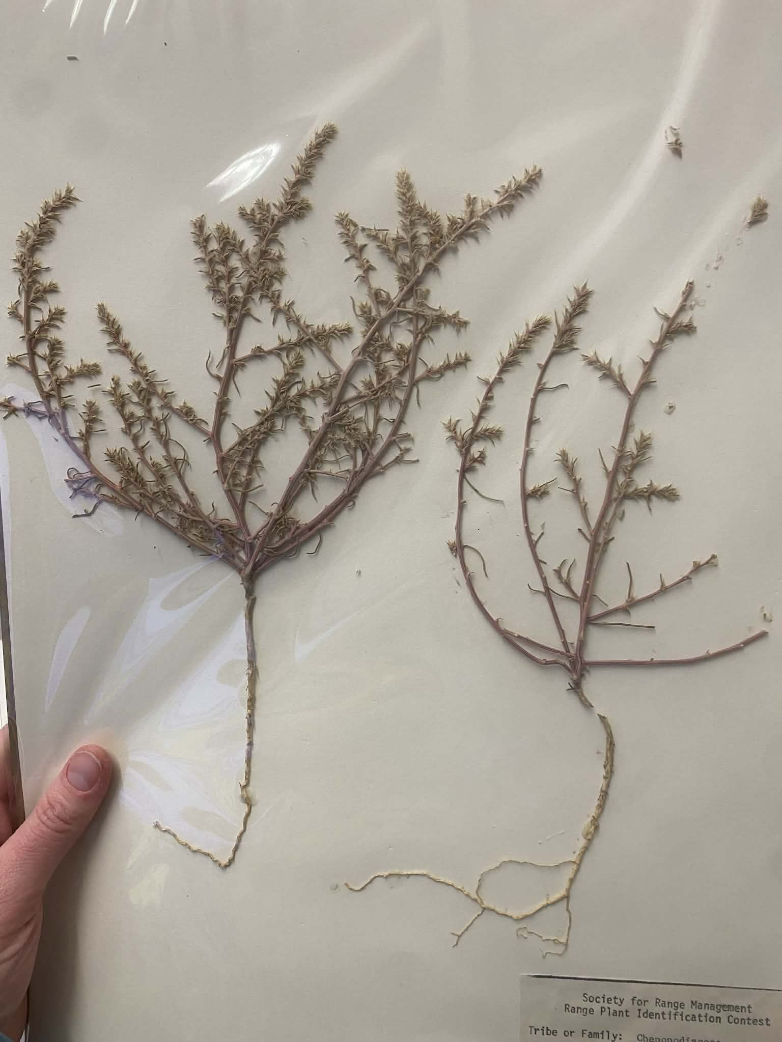 <p>Chenopodiaceae, A, I, Salsola tragus, prickly Russian thistle</p>