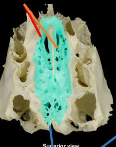 <p>holes in cribriform plate</p>