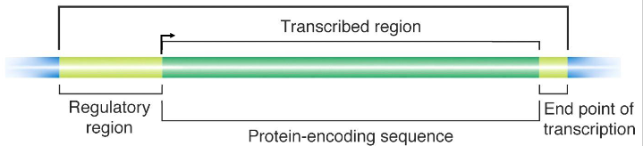 <p>- Transcribed regions contain information for the nt sequence of the gene product. Regulatory regions contain sequences that are recognised and bound by proteins that transcribe the DNA into RNA</p><p>- Proteins also influence the amount of RNA made</p><p>- Regions close to the transcriptional start site (bent arrow) form the promoter, while sequences far away are enhancers (further away from transcribed region in the same direction). Many proteins associate with a gene prior to starting transcription.</p><p>- arrow in diagram always faces away from regulatory region and towards the transcribed region</p>