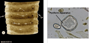 <p>cattle tapeworm</p>
