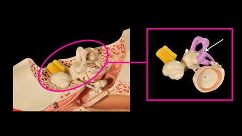 <p>(p.) inner ear/bony labyrinth</p>