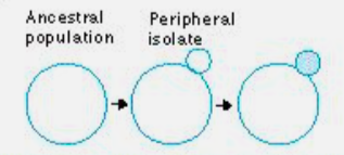 <p>the relatively small isolated or semi isolated populations distributed around the periphery of a large central portion of a species’ range </p>