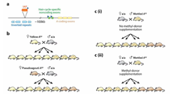 <p><span>→ Plus la méthylation est faible, plus l’IAP est actif. La méthylation peut être </span><strong>partiellement transmise à la descendance</strong><span>. Plus la souris a un allèle méthylé, plus elle a tendance à transmettre l’épiallèle méthylé à sa progéniture.</span></p>