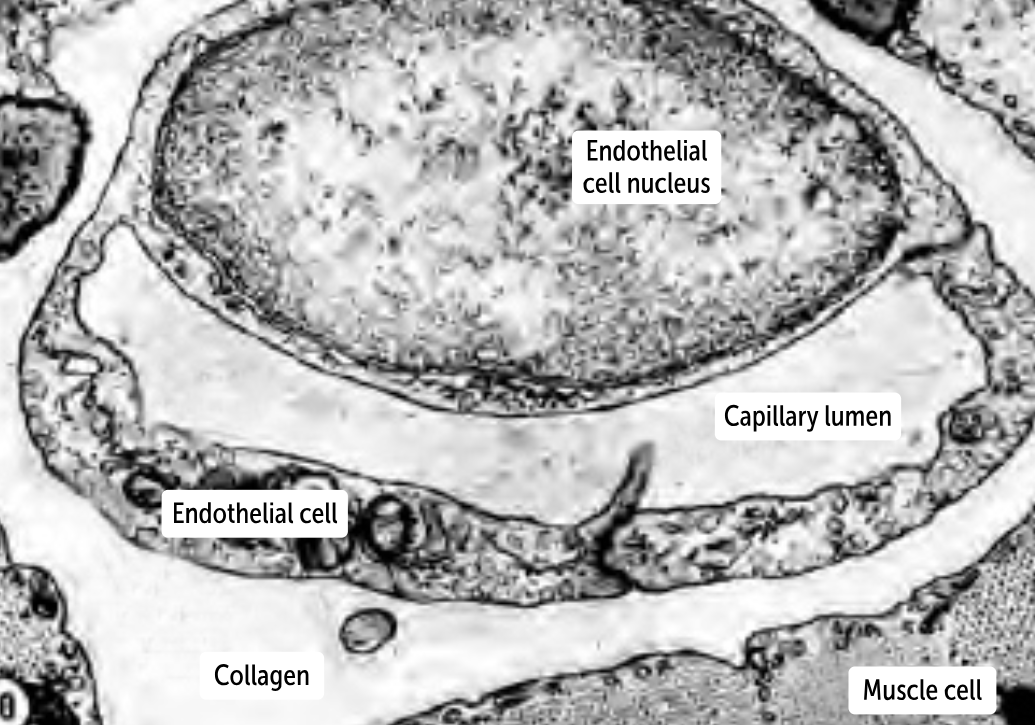 <p>Continuous capillaries</p><ul><li><p>they have a continuous layer of endothelium and a continuous basement membrane. Therefore, no gaps occur between the endothelial cells or within the basement membrane</p></li><li><p>the least permeable of the capillaries</p></li><li><p>can be found in muscles, connective tissue, the lungs, and the skin.</p></li></ul><p></p>