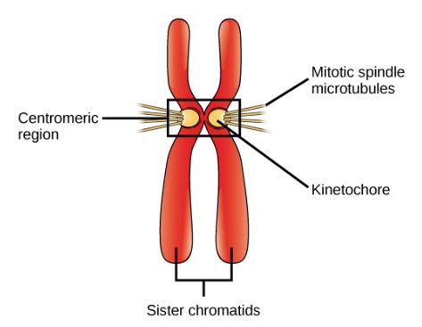 <p>Chromatin</p>