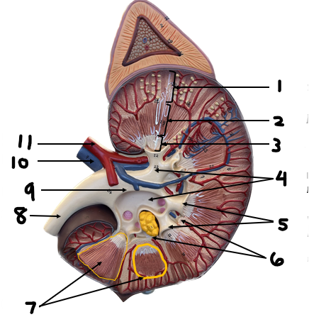 <p>Label structures 5-8</p>