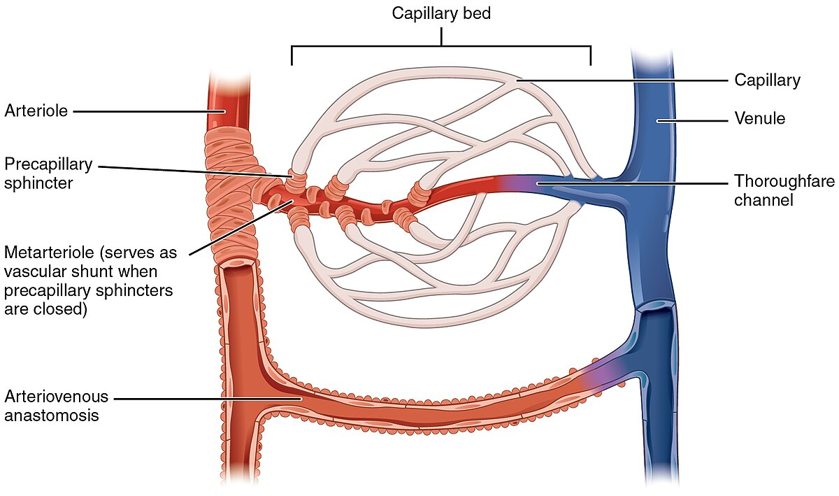 <p>guards the entrance into the capillary bed</p><ul><li><p>a circular cuff of muscle located on terminal arteriole</p></li><li><p>Controls blood flow and which organs receive blood based on metabolic needs.</p></li><li><p>When closed, blood bypasses the capillary bed through an <strong>arteriovenous shunt</strong>. </p><ul><li><p><span><span>an abnormal or surgically created connection between an artery and a vein</span></span></p></li></ul></li></ul><p></p>