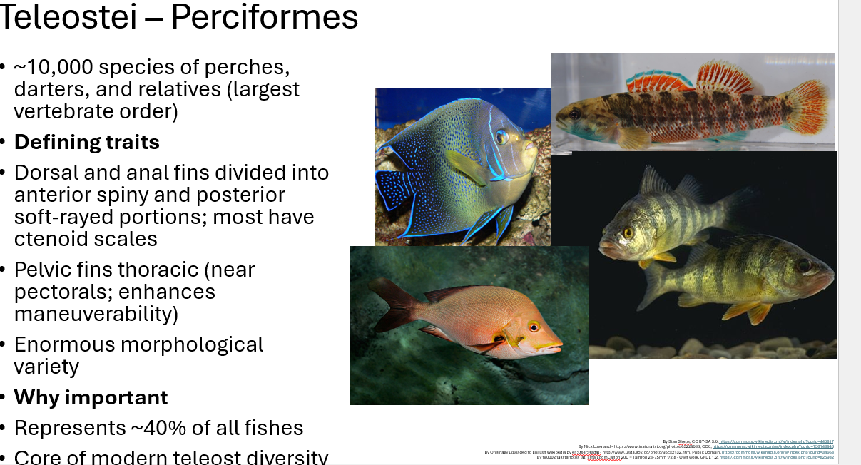 <p><span><span>•~10,000 species of perches, darters, and relatives (largest vertebrate order)</span></span></p><p><span><span>•</span><strong><span>Defining traits</span></strong></span></p><p><span><span>•Dorsal and anal fins divided into anterior spiny and posterior soft-rayed portions; most have ctenoid scales</span></span></p><p><span><span>•Pelvic fins thoracic (near pectorals; enhances maneuverability)</span></span></p><p><span><span>•Enormous morphological variety</span></span></p><p><span><span>•</span><strong><span>Why important</span></strong></span></p><p><span><span>•Represents ~40% of all fishes</span></span></p><p><span><span>•Core of modern teleost diversity</span></span></p>