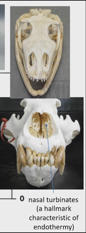 <ul><li><p>Structure in nasal cavity</p></li><li><p>They reabsorb heat from nasal air back to body before it gets exhaled.</p></li><li><p>More nasal turbinates = more heat reabsorbed and less heat lost when you breath out</p></li><li><p>Hallmark characteristic of Endotherms</p></li></ul><p></p>