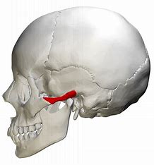 <p>what bone structure is the highlighted area?</p>