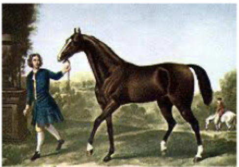 <p>What breed is this?</p>