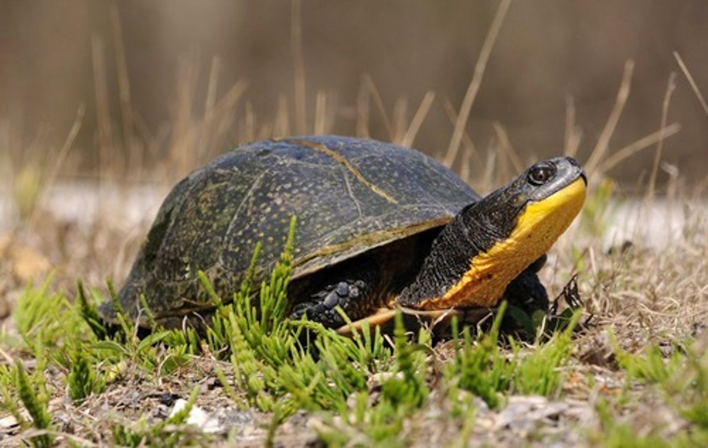 <p>- bright yellow chin</p><p>- high domed shell, dark with yellow spots</p><p>- hinged plastron</p>