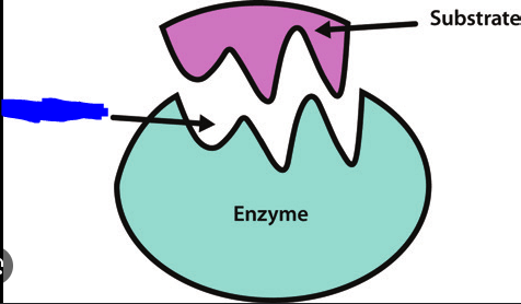 <p>A region on an enzyme that binds to a protein or other substance during a reaction.</p>