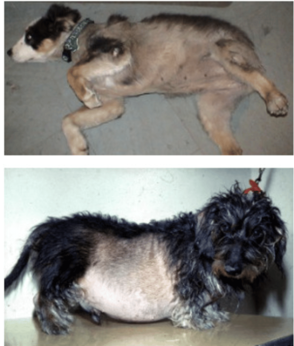 <p>- PU/PD/PF</p><p>- distensión abdominal</p><p>- debilidad muscular</p><p>- letargia</p><p>- jadeo</p><p>- alopecia troncal simétrica no pruriginosa</p><p>- atrofia testicular, anestro</p><p>- signos neurológicos</p><p>- piel fina, delgada, hipotónica</p><p>- mala cicatrización</p><p>- calcinosis cutis</p>