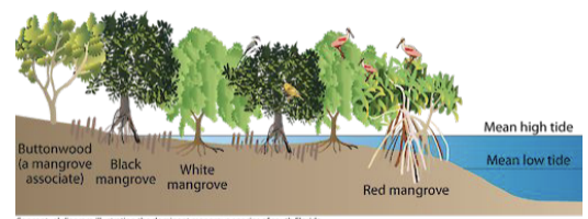 <p>What is structural zonation in mangroves?</p>