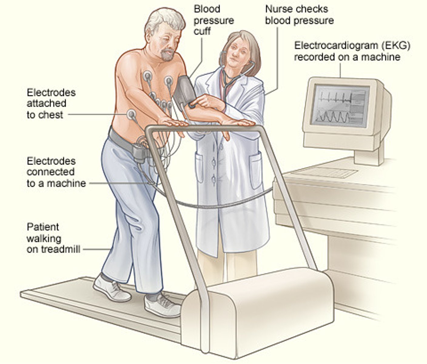 <p>can detect blocks in the arteries (STRESS the heart)</p>