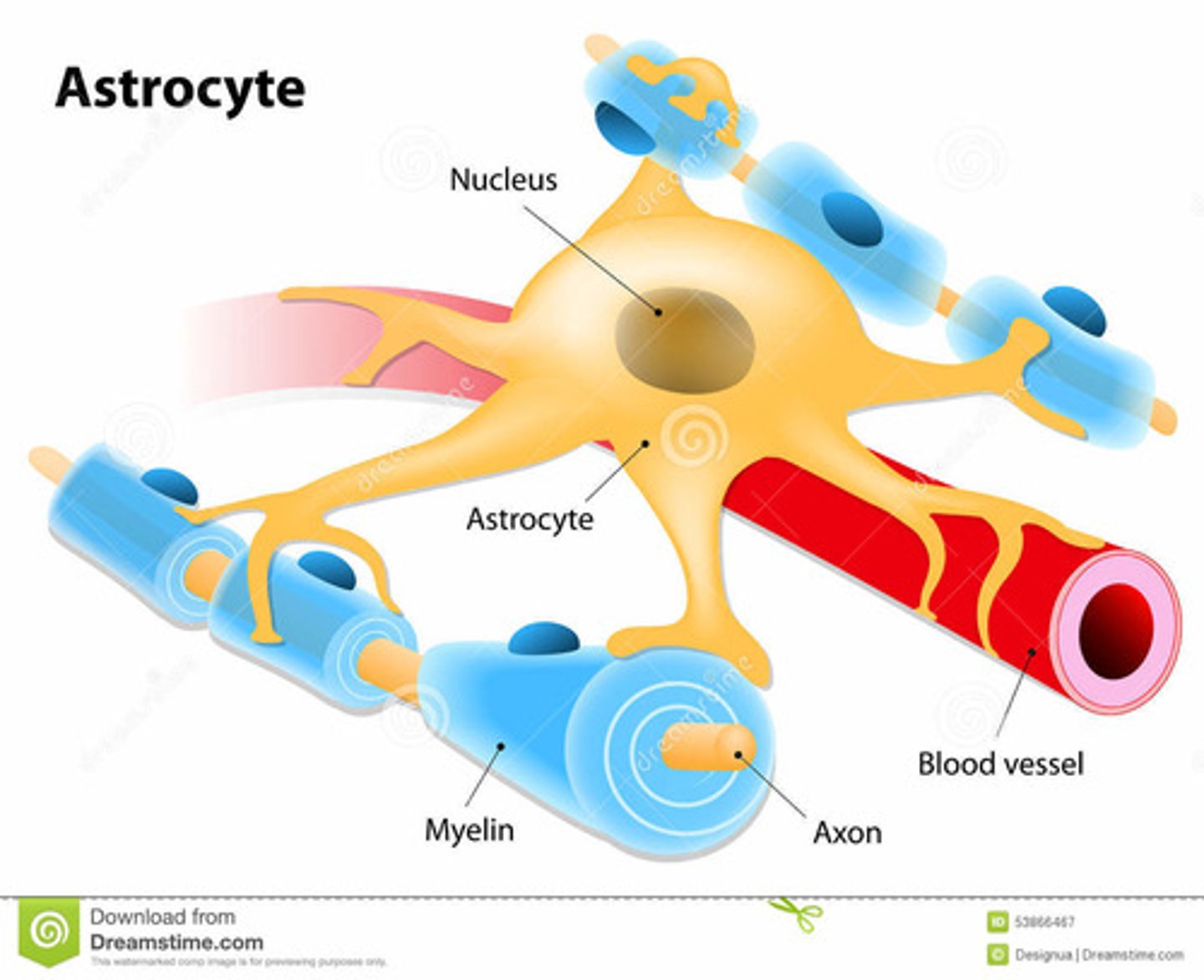 <p>large abundant cells located between blood capillaries and neuron that help regulate which substances can come in contact with neuron. they also provide structural support</p>