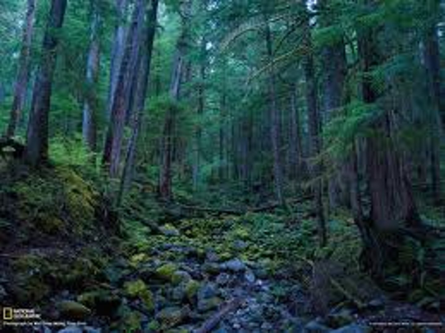 <p>(rain) forest</p>