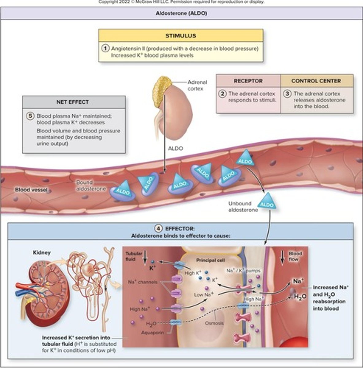 <p>Hormone that constricts blood vessels and increases blood pressure.</p>