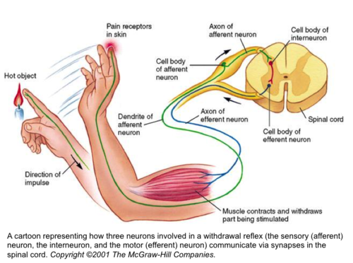 <p>receptors to CNS</p>