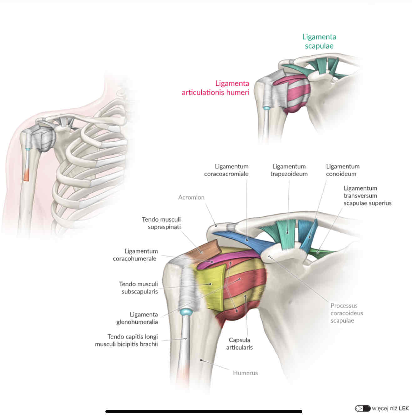 <p>ligamentum transversum scapulae superius</p>