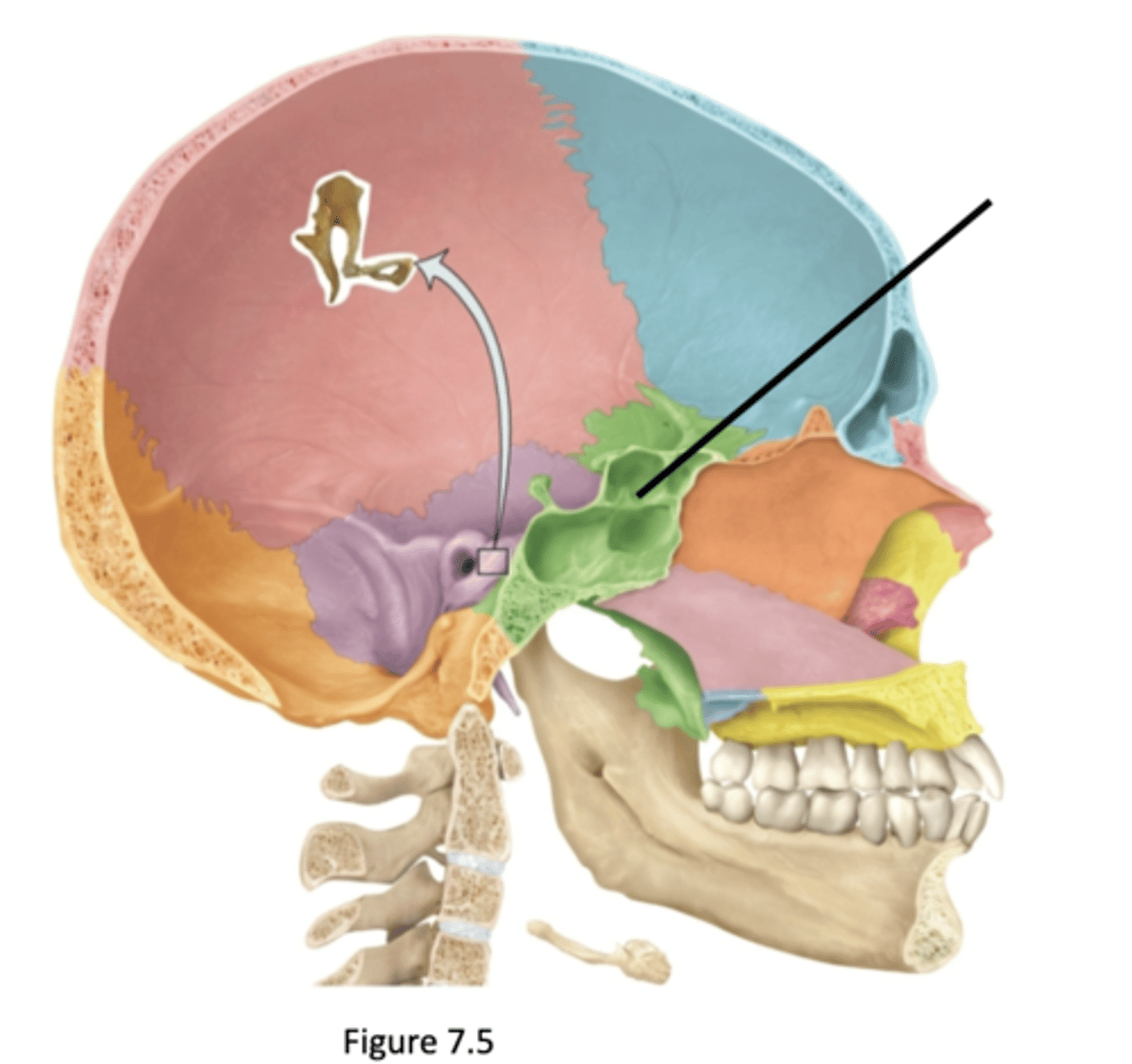 knowt flashcard image