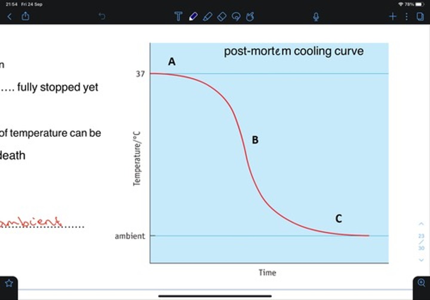 <p>A:</p><p>- sigmoid curve</p><p>- plateau, 30-60 min</p><p>- metabolic reactions not fully stopped yet</p><p>B:</p><p>- linear decline of temperature can be</p><p>used to estimate time of death</p><p>(~ 1.5⁰C /h)</p><p>C:</p><p>- body temperature reaches ambient</p><p>(environmental) temperature</p>