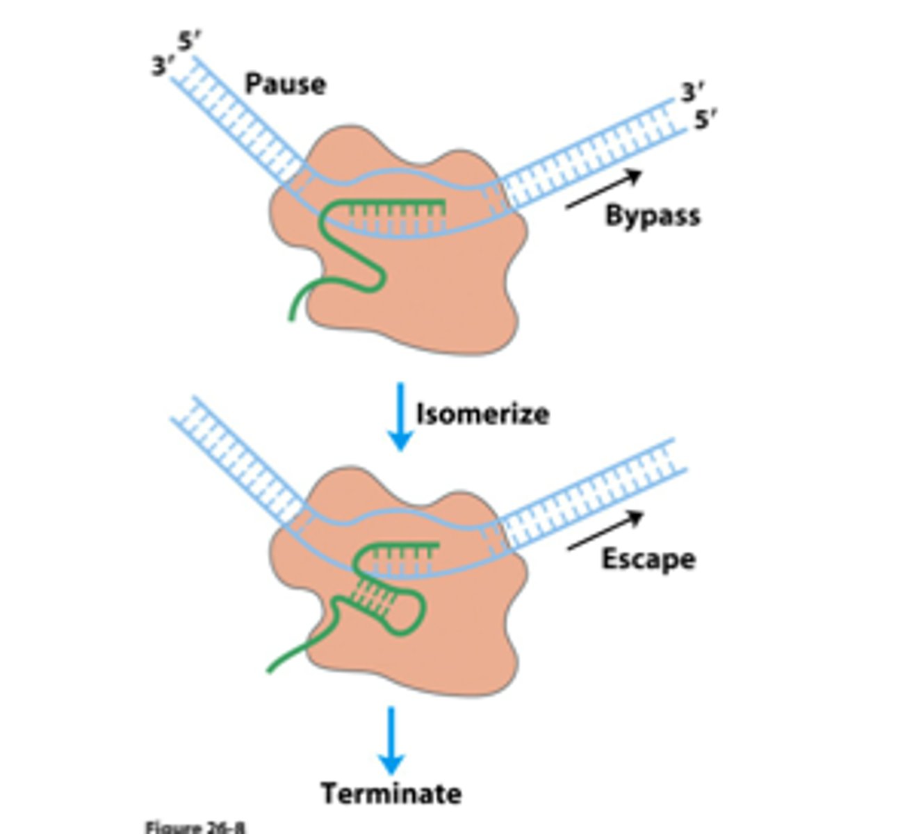 <p>- RNA polymerase transcribes inverted repeat but slows down at the A-rich sequence</p><p>- The inverted repeated folds back on itself in a hairpin strucutre, and RNA polymerase falls off</p>