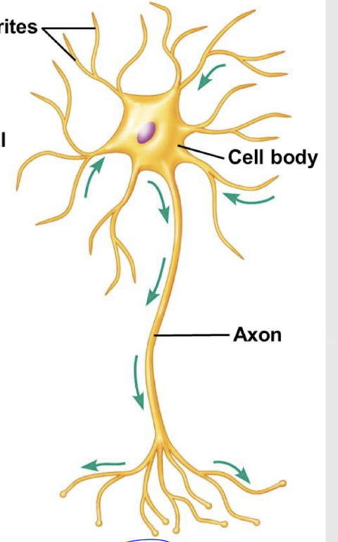 <p><em>Most common </em>neuron in the body. </p>