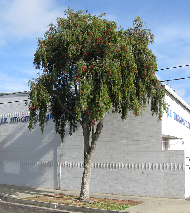 <p><span><span>weeping bottlebrush</span></span></p>