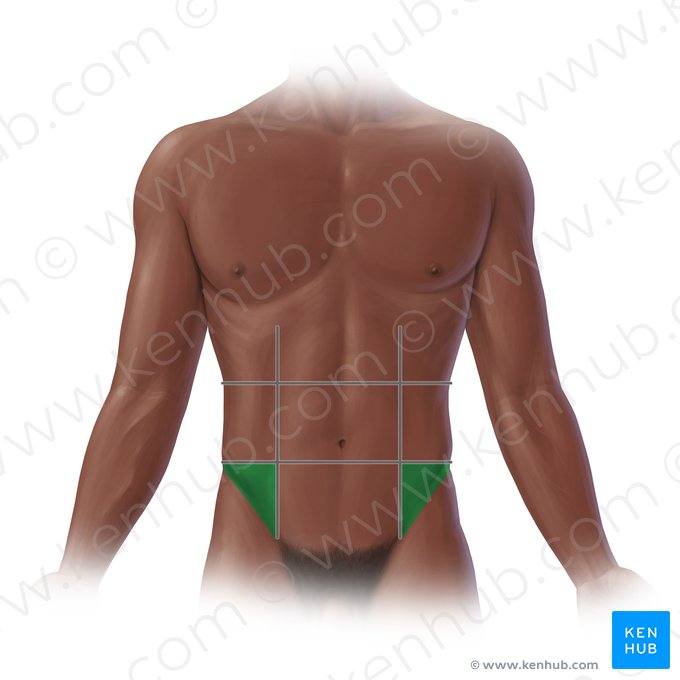 <p>Two lower lateral regions in lower third of the abdomen.</p>