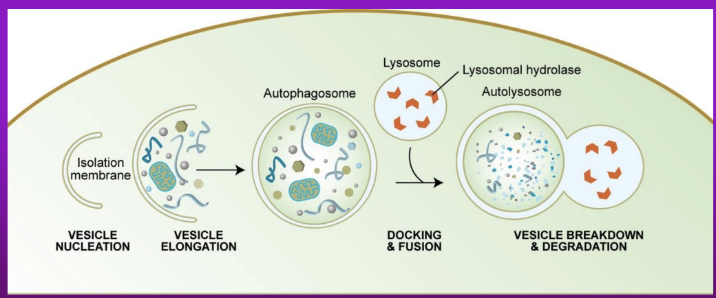 <p>Role </p><ul><li><p>get ride of aged and damaged organelles and molecules</p></li><li><p>autophagy generates fuel and re-utilises components for cellular renewal and repair</p></li><li><p>Autophagy - helps in the elimination of pathogens</p></li><li><p>Involved in protection against neoplastic transformation and other diseases</p></li></ul><p>Process </p><ol><li><p>Creation of phagophore - vesicle formed during initial phase of autophagy - engulf cytoplasmic components</p></li><li><p>Develop into autophagosome - an organelle that encloses parts of cytoplasm into a membrane </p></li><li><p> fuses with lysosome -releasess lysosomal hydrolase - content is degraded </p></li></ol>