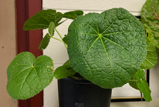 <ul><li><p>susceptible to rust fungi</p><ul><li><p>spots on leaves</p></li></ul></li><li><p>can be lobed margins</p></li><li><p>very distinct feel</p></li></ul><p></p>