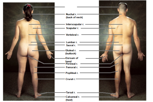 <p>Based on this posterior view, what is this region?</p>