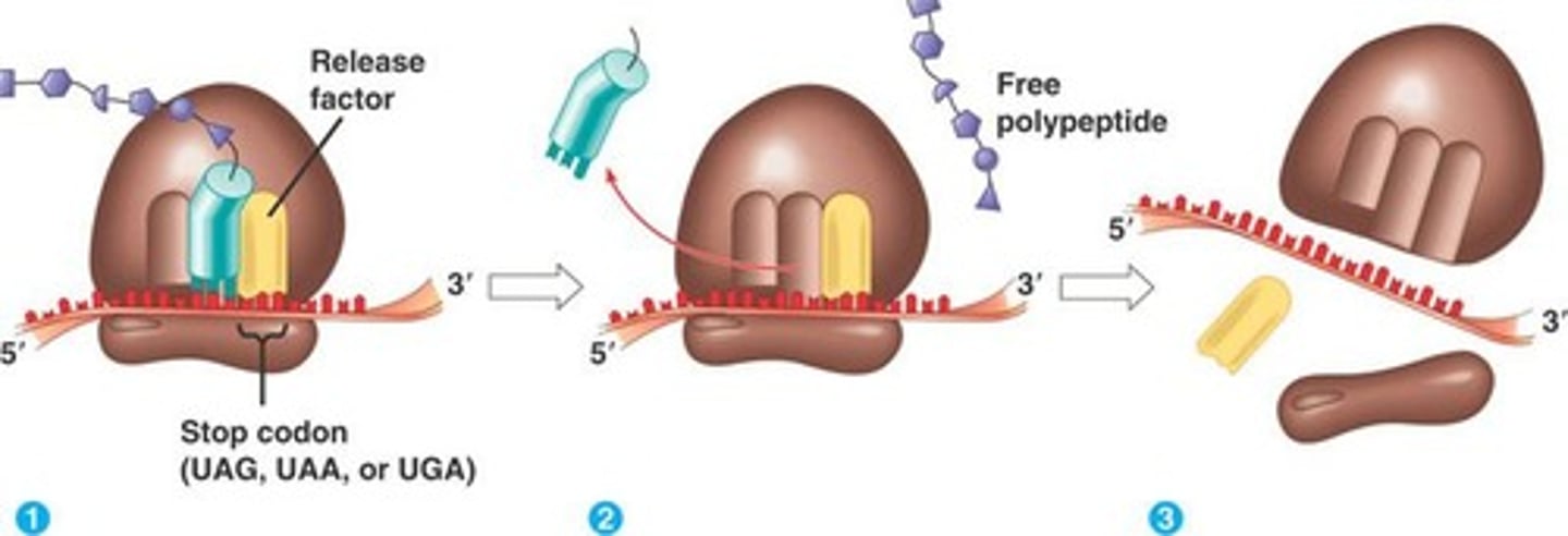 <p>Signals termination of protein synthesis.</p>