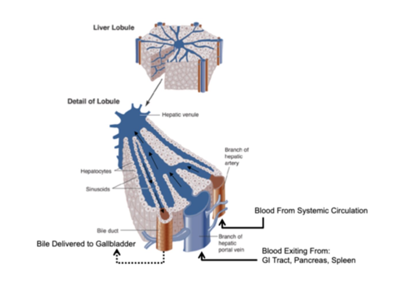 <p>- a peripherally located system of blood vessels (Portal Vein &amp; Hepatic Artery)</p><p>- secretory Bile Duct branches</p><p>- "plates" of hepatocytes (liver cells)</p>
