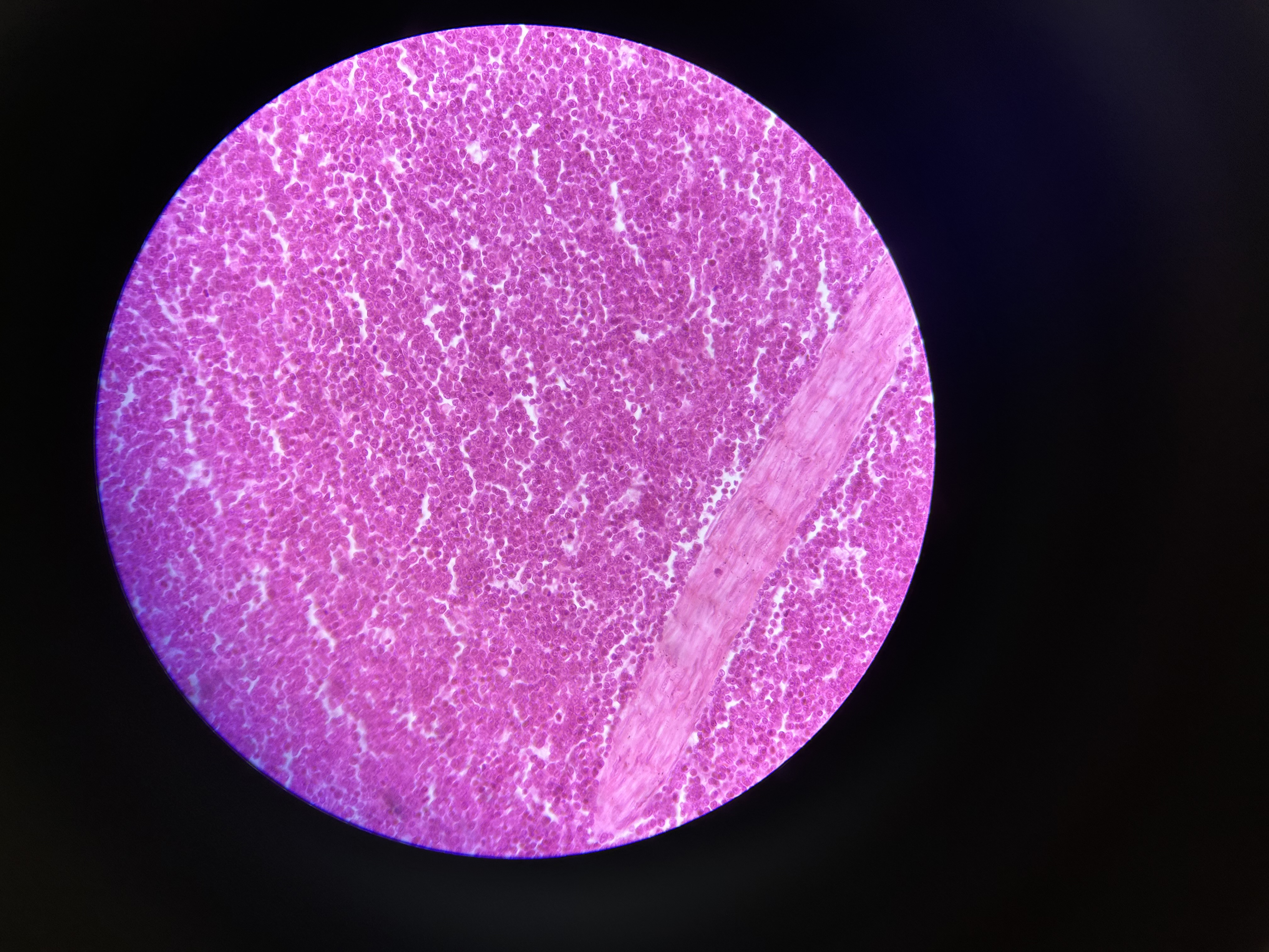 <p>What is this?</p>