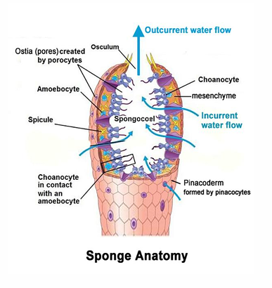 <p>cells (choanocytes) take in food particles through pores in the body walls by endocytosis</p><p>a endocytic vesicle containing food particles fuses with a lysosome to form endolysosome</p><p>hydrolytic enzymes digest the food particles into their molecular subunits</p><p>undigested food is released by exocytosis</p>