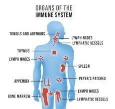 <p>How does the mucus lining help the immune system</p>