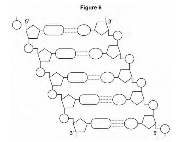 <p>During replication, the two DNA strands separate and each acts as a template for the production of a new strand. As new DNA strands are produced, nucleotides can only be added in the 5’ to 3’ direction.</p><p>Use <strong>Figure 6 </strong>and your knowledge of enzyme action and DNA replication to explain why new nucleotides can only be added in a 5’ to 3’ direction. (4)</p>