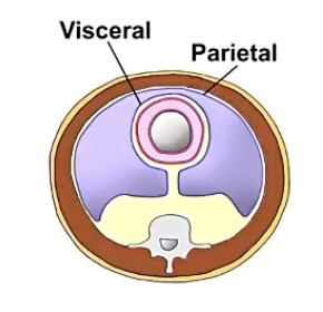 <ul><li><p>single membrane that lines a body cavity and contains a space within it </p></li><li><p>provides fluid which lubricates the cavity </p></li><li><p>lines body wall </p></li><li><p>covers or all of a viscus</p></li><li><p>subdivided into parietal and visceral layers </p></li></ul><p>eg: pleura and pericardium in thoracic cavity </p>