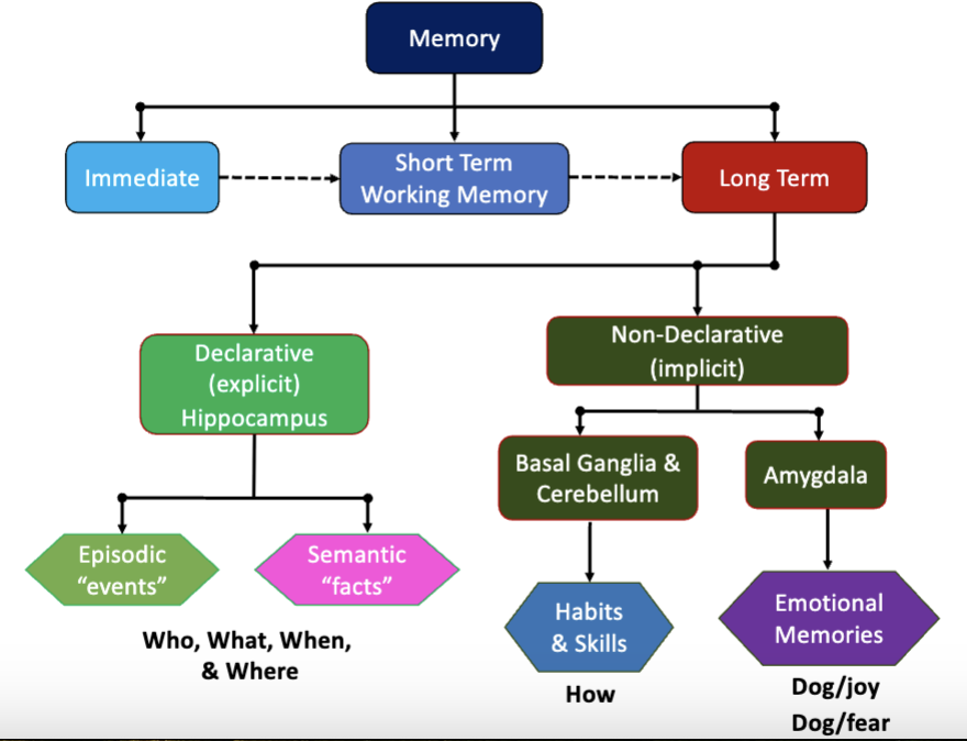 <p>flow chart for different types of memories </p>