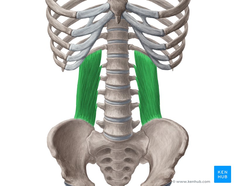 <p><span>Extends and laterally flexes vertebral column; fixes 12th rib during inspiration</span></p>