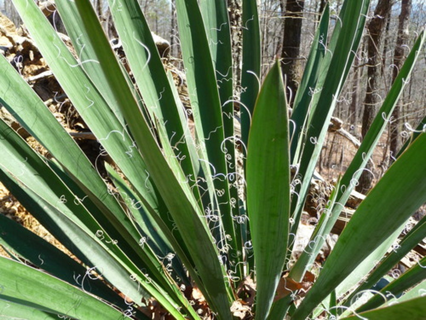 <p>Adam's Needle</p>