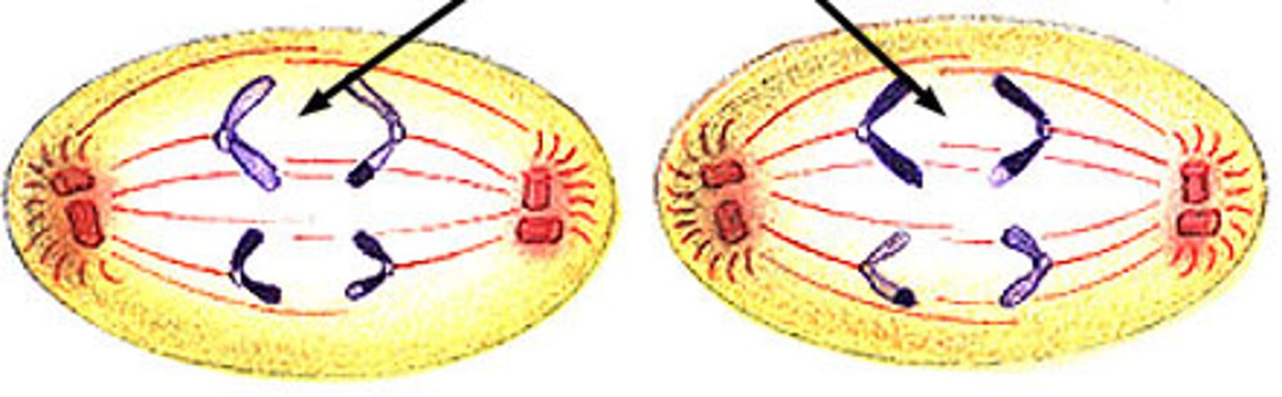 <p>The spindles pull the sister chromatids apart. Each goes towards a different pole.</p>