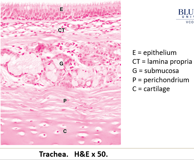 <p> <strong>Layered tubes</strong> with:</p><ol><li><p><strong>Conducting mucosa</strong> (epithelium + lamina propria).</p></li><li><p><strong>Submucosa</strong>.</p></li><li><p><strong>Muscularis mucosa</strong> (smooth muscle layer, not always present).</p></li></ol><p class="is-empty is-editor-empty"></p>