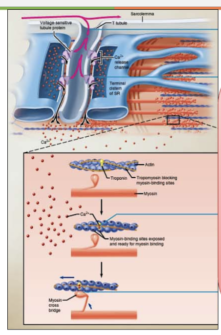 <ul><li><p>the <strong>process that links the electrical signal (excitation) to muscle contraction</strong>.</p></li><li><p>It <u>describes how an </u><strong><u>action potential</u></strong><u> in the </u><strong><u>muscle fiber</u></strong><u> triggers the release of </u><strong><u>calcium ions (Ca²⁺)</u></strong><u>, leading to muscle contraction</u></p></li></ul><p></p>