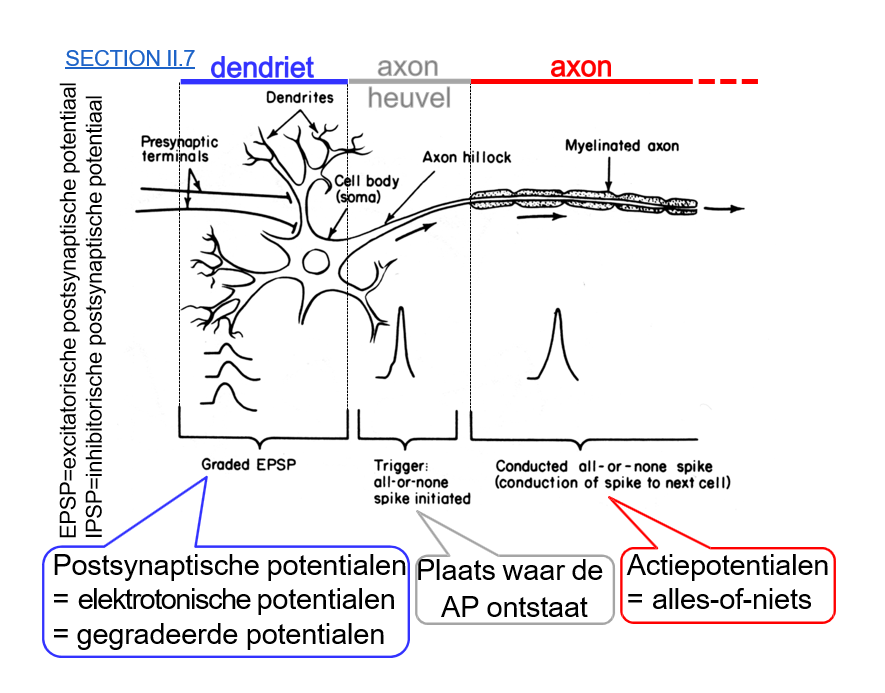 <ul><li><p>dendriet </p><ul><li><p>elektrotone signalen komen toe</p></li></ul></li><li><p>axonheuvel </p><ul><li><p>ion-kanalen</p></li><li><p>ontstaan AP; alles-of-niets</p></li></ul></li><li><p>axon</p><ul><li><p>saltatoire geleiding over knopen Ranvier</p></li></ul></li></ul><p></p>