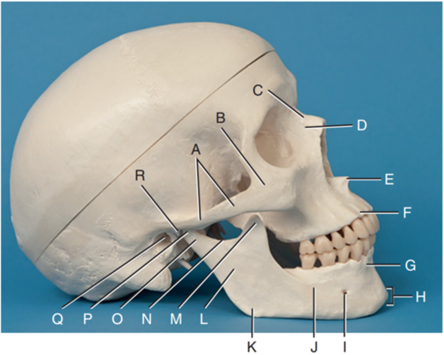 <p>Label B</p>