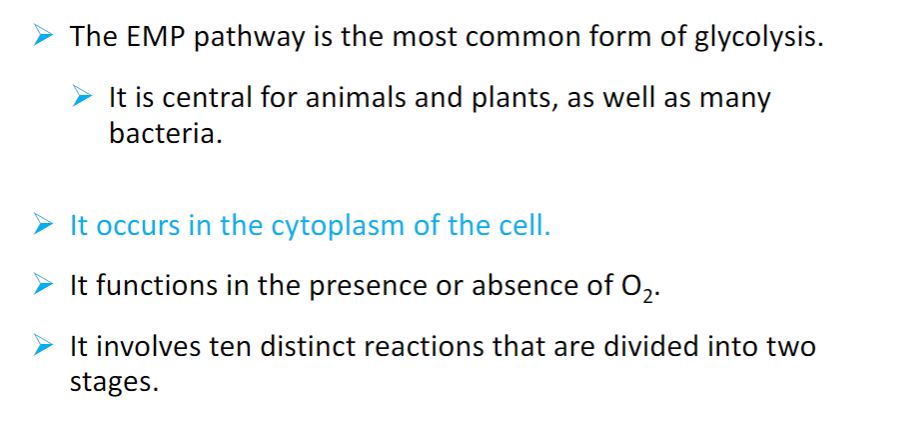 <p>glycolysis</p>